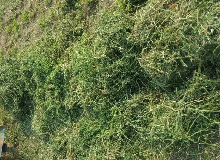 hay