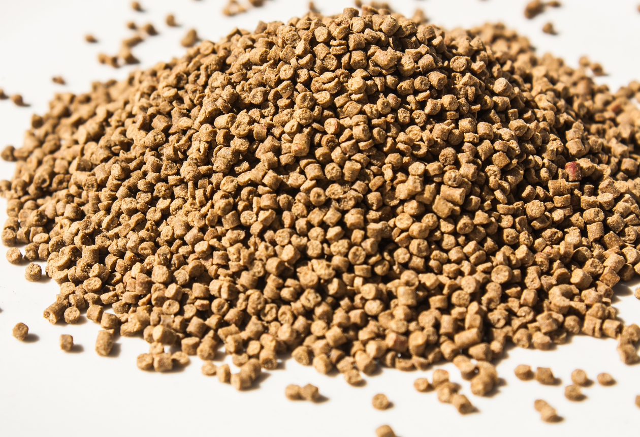 fish food