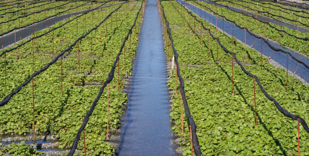 wasabi roots farming and cultivation